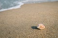 Little shell on the beach,Single shell on the sand Royalty Free Stock Photo