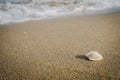 Little shell on the beach,Single shell on the sand Royalty Free Stock Photo