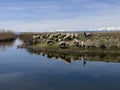 little shepherd herding sheep in stunning scenery by the lake