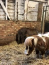 Little Shetland Poney with brown and white fur