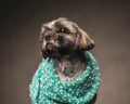 little shih tzu dog being covered in green knitted warm blanket