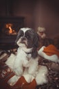 Little Shih Tzu Dog At Christmas