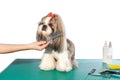 Little shih-tzu dog at the groomer's hands with comb