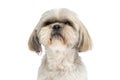 Little shih tzu dog making a grumpy face