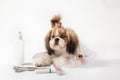 Little Shih-tzu pup with funny face Royalty Free Stock Photo