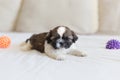 Little shih-tzu pup on the soffa