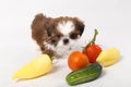 Little shih tzu puppy with vegetables