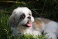 Little Shih-Tzu laying outdoors