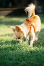 Little shiva playing in the garden