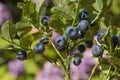 Little shrub with ripe blueberries - vaccinium myrtillus, soft blurry background in the garden