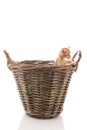 Little Siamese kitten in basket Royalty Free Stock Photo