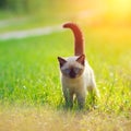 Little siamese kitten Royalty Free Stock Photo