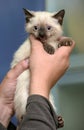 Siamese kitten in hands Royalty Free Stock Photo