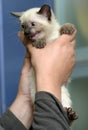 Siamese kitten in hands Royalty Free Stock Photo