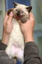 Siamese kitten in hands Royalty Free Stock Photo