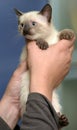 Siamese kitten in hands Royalty Free Stock Photo