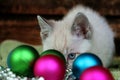 A little siamese kitten hides behind colorful christmas balls Royalty Free Stock Photo