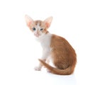 Little Siamese kitten Royalty Free Stock Photo