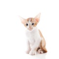 Little Siamese kitten Royalty Free Stock Photo