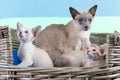 Little Siamese kitten by mother Royalty Free Stock Photo