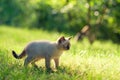 Little Siamese kitten walks on the grass Royalty Free Stock Photo