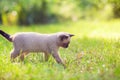 Little Siamese kitten walks on the grass Royalty Free Stock Photo