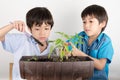 Little sibbling boy working with gardening