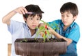 Little sibbling boy working with gardening