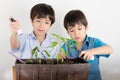 Little sibbling boy working with gardening