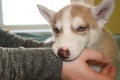 Little Siberian husky puppy biting the hand of its owner with copy space on right Royalty Free Stock Photo