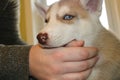 Little Siberian husky puppy biting the hand of its owner with copy space on right Royalty Free Stock Photo