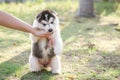 Little Siberian husky puppy biting the hand Royalty Free Stock Photo