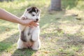 Little Siberian husky puppy biting the hand Royalty Free Stock Photo