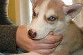 Little Siberian husky puppy biting the hand of its owner with copy space on right Royalty Free Stock Photo