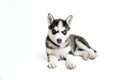 Little siberian husky puppy isolated on white Royalty Free Stock Photo