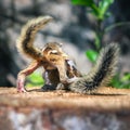 Little sibling squirrel baby try to get over the big brother, cute and adorable three-striped palm squirrel babies are abandoned