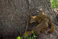 Baby squirrels are chasing each other in the forest in summer