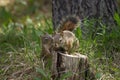 Baby squirrels are chasing each other in the forest in summer