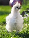 A little Silkie chickens on a grass, outdoor Royalty Free Stock Photo