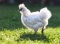 A little Silkie chickens on a grass, outdoor Royalty Free Stock Photo