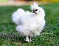 A little Silkie chickens on a grass, outdoor Royalty Free Stock Photo