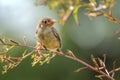 Little singing bird