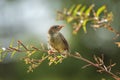 Little singing bird