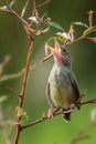 Little singing bird perched on tree branch, bar winged prinia