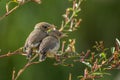 Little singing birds on tree branch