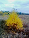 A little single birch with golden leaves