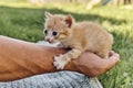 Little skinny scared ginger kitten on hand of mature man
