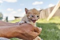 Little skinny scared ginger kitten in hands of mature man