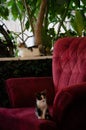 Little skinny street kitten sitting on the chair of street cafe. Portrait of street animal in its natural habitat. Abandoned