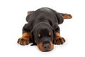 Little sleeping doberman puppy isolated on Royalty Free Stock Photo